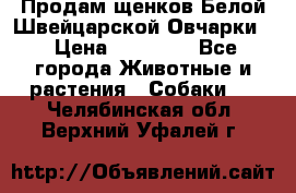 Продам щенков Белой Швейцарской Овчарки  › Цена ­ 20 000 - Все города Животные и растения » Собаки   . Челябинская обл.,Верхний Уфалей г.